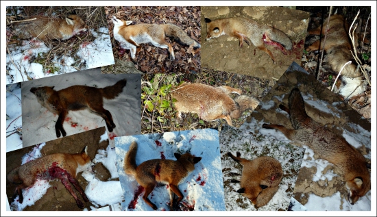 sezóna 2014-2015 v polohe ako zhasli ...