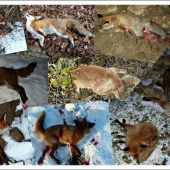 sezóna 2014-2015 v polohe ako zhasli ...