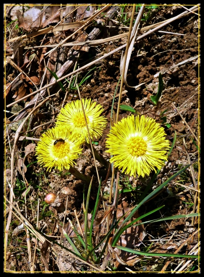podbeľ už kvitne ...