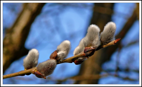 Zveľkonočnieva sa ...