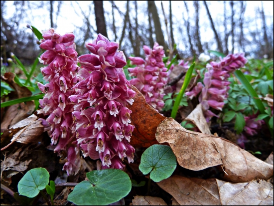 zubovník šupinatý ...