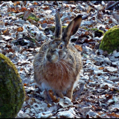 skoro ako Veľkonočný ...