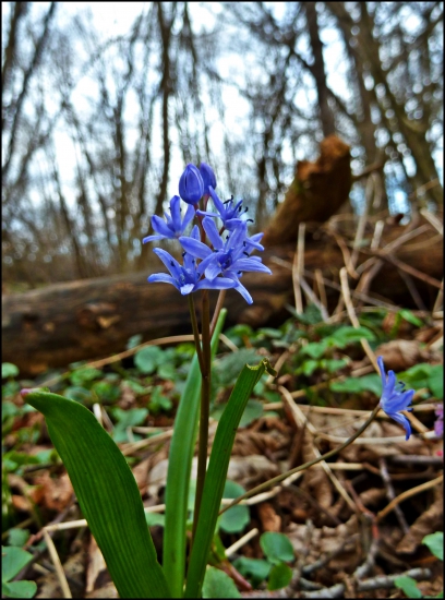 scila dvojlstá  (Scilla bifolia agg)....
