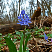 scila dvojlstá  (Scilla bifolia agg)....