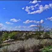 trnky už kvitnú ...