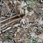 Nefoť, hanbím sa, lebo mama je sviňa ... :-)