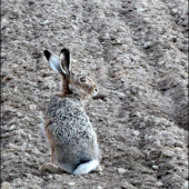 zajac na oračine ...