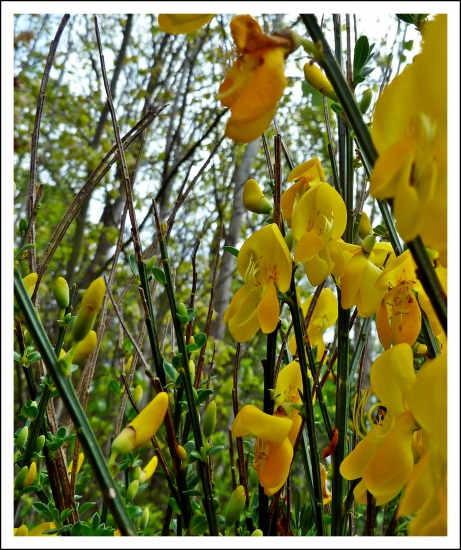 ladené do žlta ...