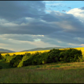 keď kvitne repka ...