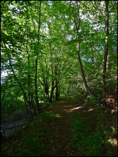 lesná cestička ...