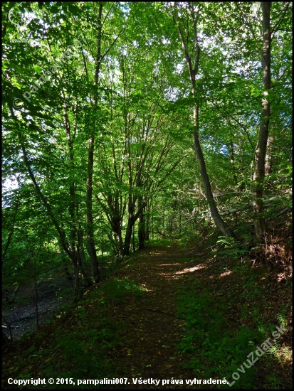 lesná cestička ...