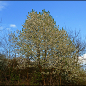 divá čerešňa ...