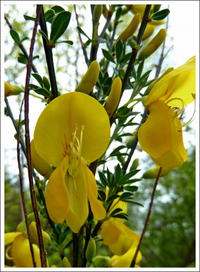 prútnatec metlovitý