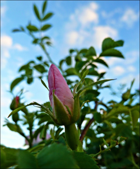 ružový púčik ...