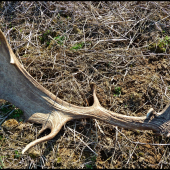 taký z tých lepších ...