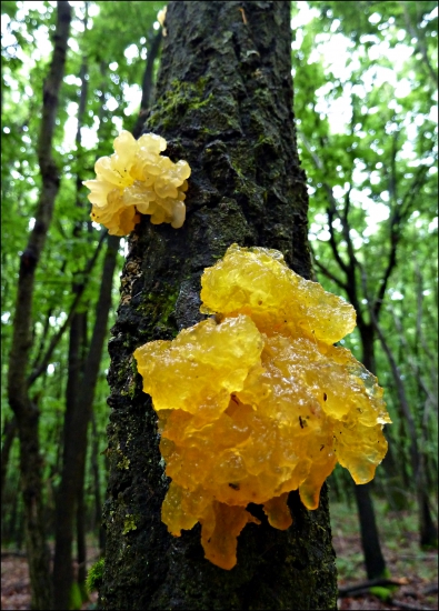 rôsolovka zlatožltá  - Tremella mesenterica... asi ...