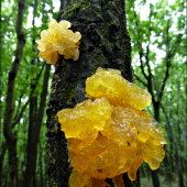rôsolovka zlatožltá  - Tremella mesenterica... asi ...