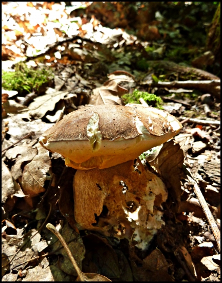 obžratý, chrobavý - ale PRVÝ ...:-)