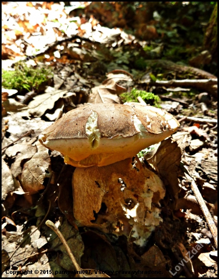 obžratý, chrobavý - ale PRVÝ ...:-)