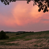 podvečer pri slnečnici ...