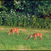 mlaďas aj s mamou ...