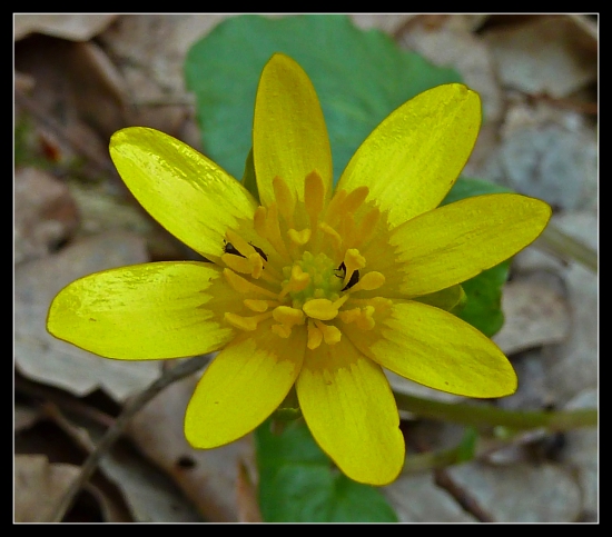 žltý kvietok, čo je to ?