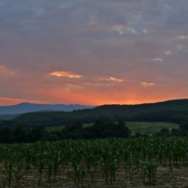 západ pri kukurici ...