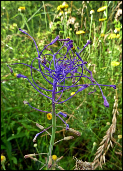 čo je to za zázrak ... ?