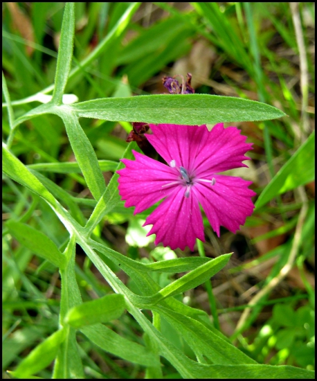 klinček kartuziánsky ...