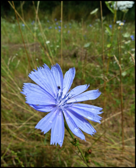 čakanka aj s muchou ...