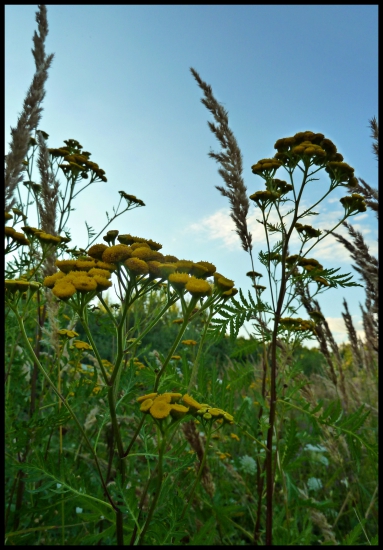 protikomárovič :-) vratič obyčajný  (Tanacetum vulgare) ...