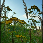 protikomárovič :-) vratič obyčajný  (Tanacetum vulgare) ...