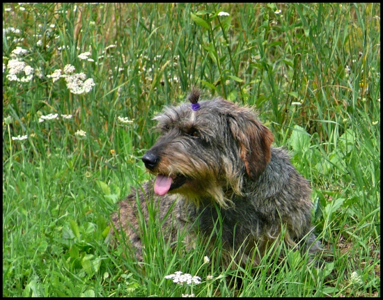 v utorok to boli dva roky čo odišla ... :-(