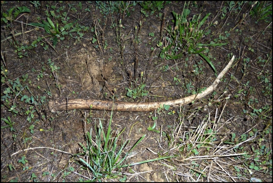 včerajší 49,6 cm ...