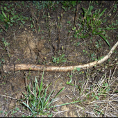 včerajší 49,6 cm ...