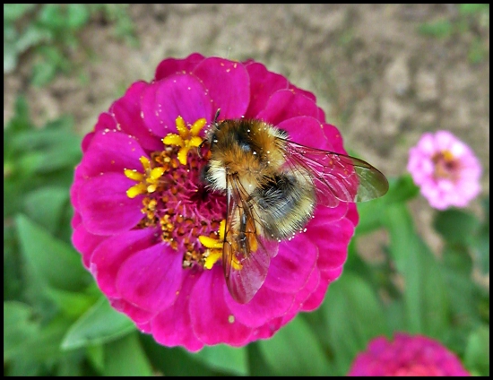 len tak, na kvete ...