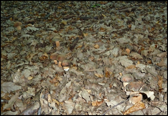 osem statočných ... :-)