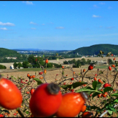 Metropola na hornom Poiplí - v pozadí ...