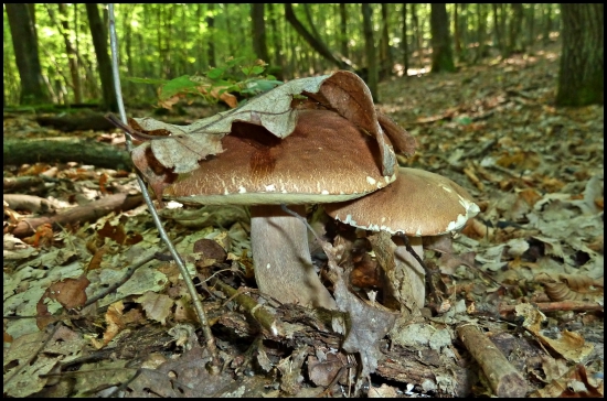 s listovým klobúčikom ...