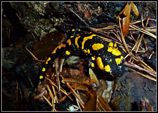 salamandra ...