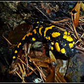 salamandra ...