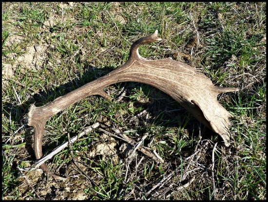 Ďalší fešák ...