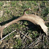 Ďalší fešák ...