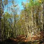 cesta zarúbaná ...