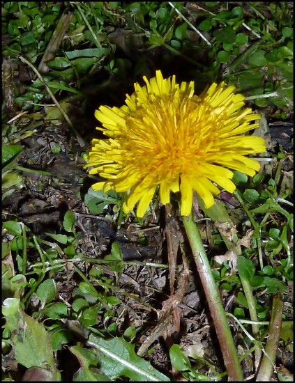 púpava, aj mrzlo a rozkvitla ...