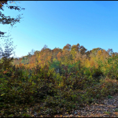 a tam drichmú diviaky ...:-)