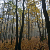 pohľad  zo štandu ...