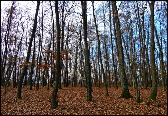 keď lístie opadá ...