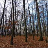 keď lístie opadá ...