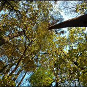 jesenný pohľad do korún stromov ...